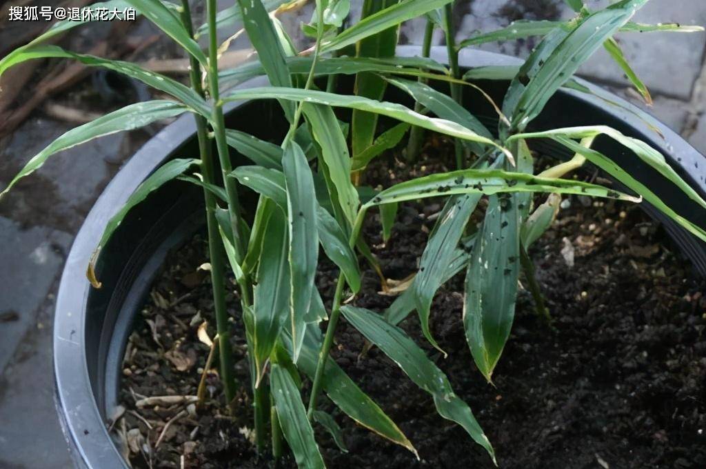 如何种植姜盆栽 fd265f42915042f7be5092fd6eab3a2e.jpeg