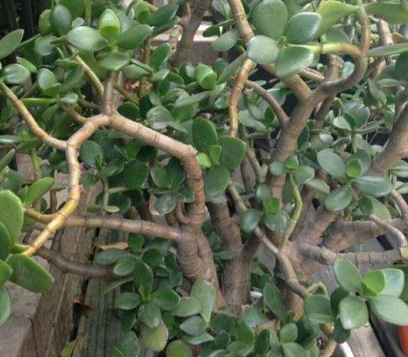 怎么养玉树才能长得快 1b261351b4284ae38bfd0c3081aab136.jpeg