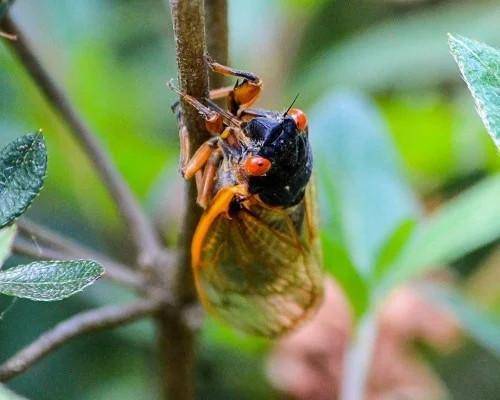 夏季里面的蝉是益虫还是害虫?真相居然是这样