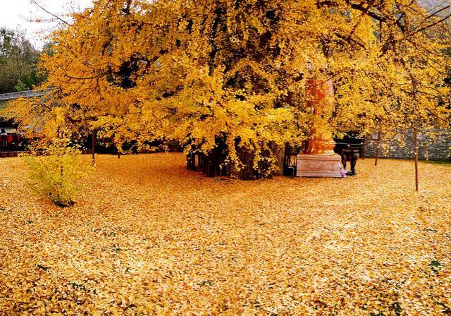 西安有棵1400年的古银杏树,美了千年,据说是李世民亲手栽植