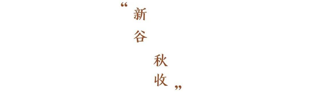 小米|150天修炼期只为这一碗米油浓稠小米粥延庆山地小米十月秋收
