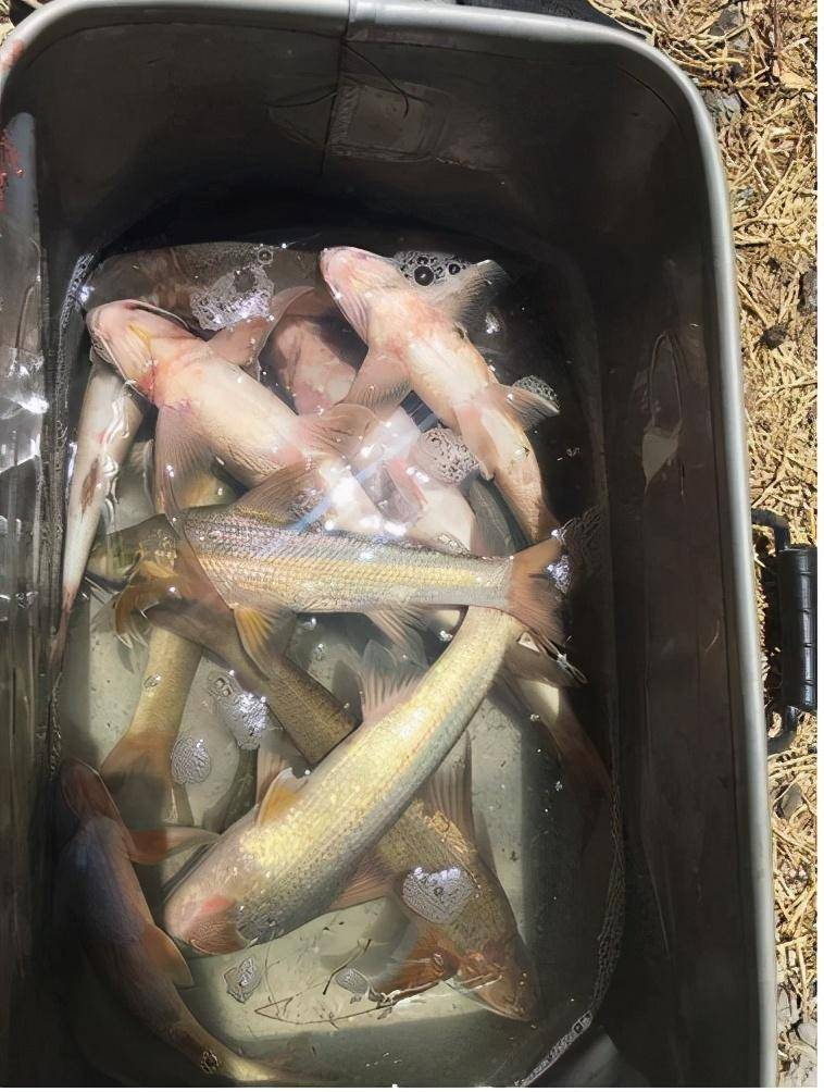 长江上游,这几年很多地方大修水利工程,这些水利工程影响到了水米子的