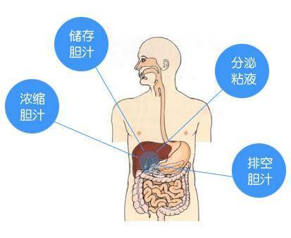 胆囊的功能是什么?切除了有什么影响?