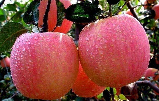 排尿酸最有效的水果 407fbb8bd27045628e161344178205b9.jpeg