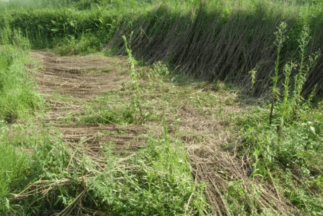 草什么门成语_草什么花什么成语