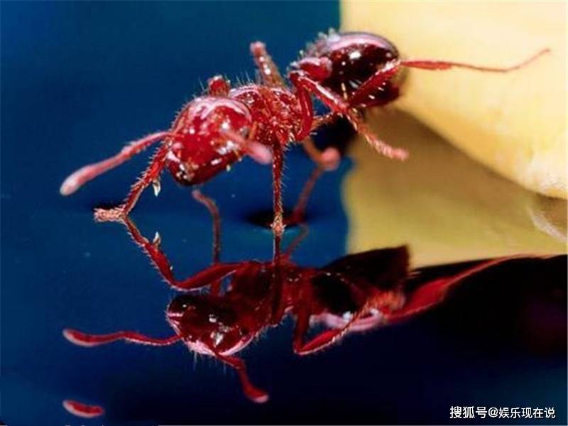 日本出现"剧毒"火蚂蚁,日本人慌了,专家:可能来自中国_手机搜狐网