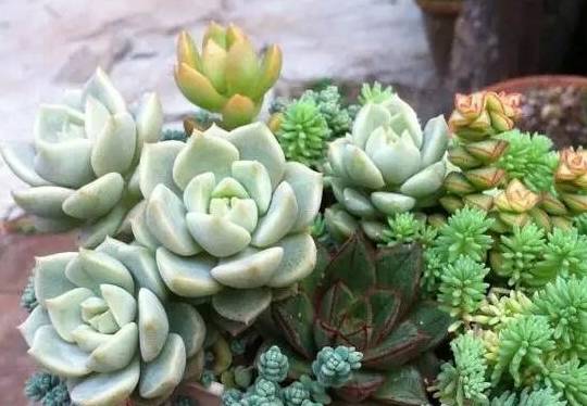 桃霜多肉老桩怎么控养 67afe26bdf7f4e90b6c6bef141427d0d.jpeg