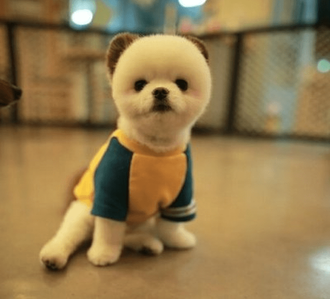 901d80c2e0cc43958ca991365babf12e.png
