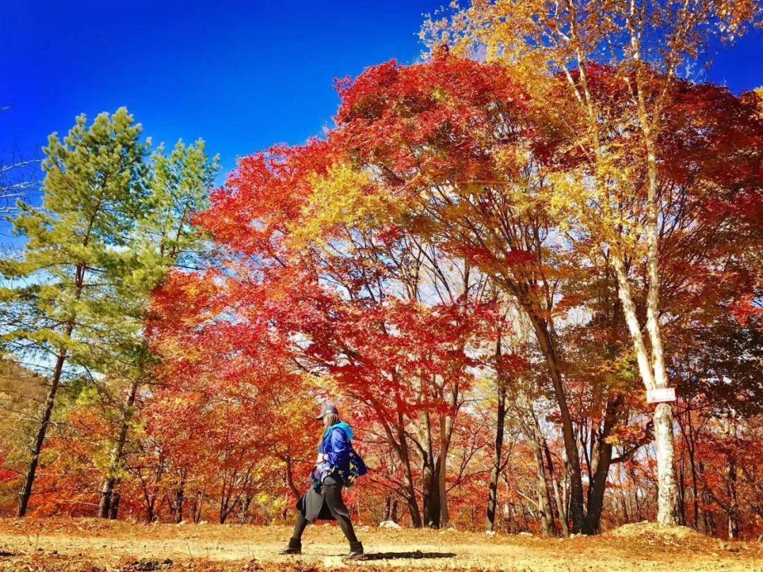 秋天的童话之岭上枫林风景区