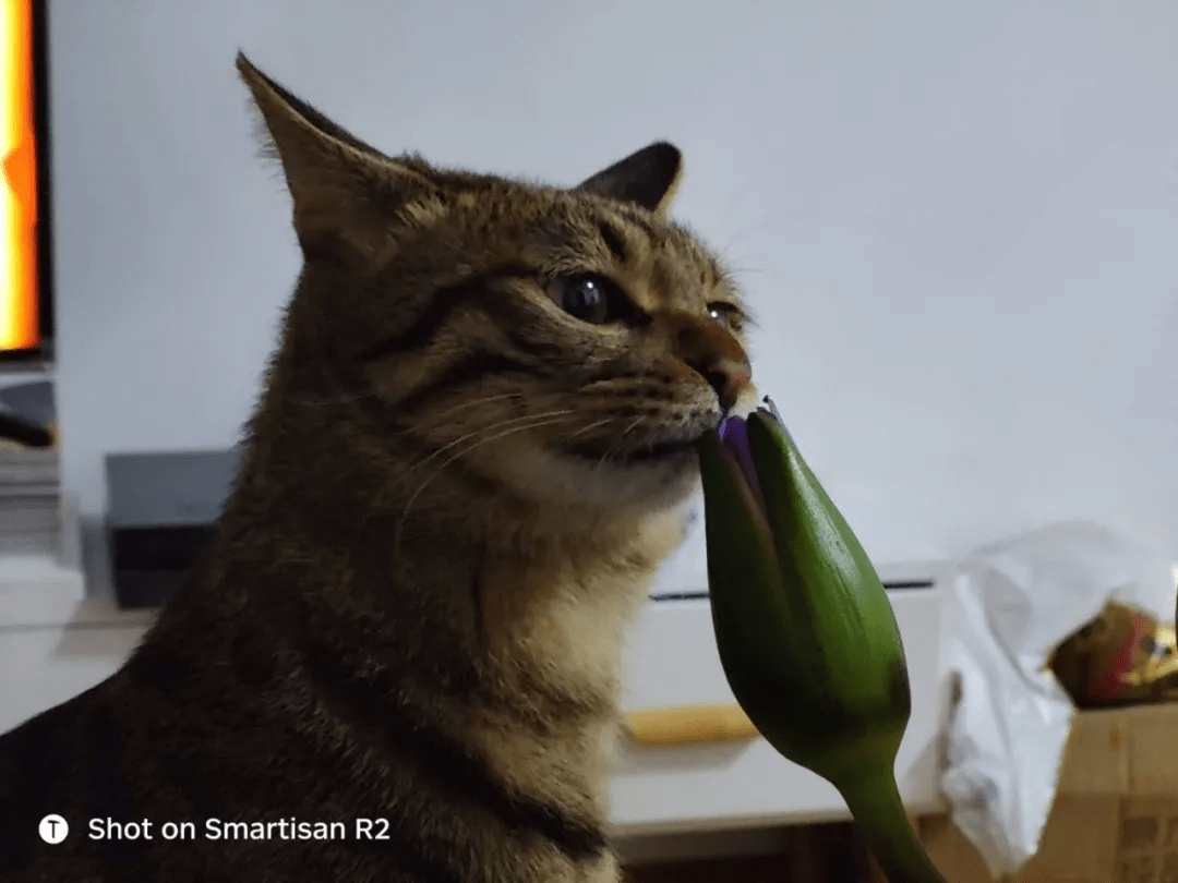 锤子|没了老罗之后的坚果R2发布，你还买个锤子么？