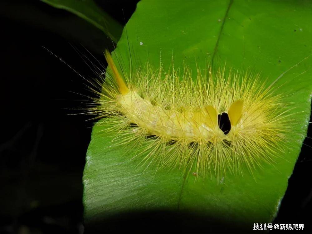 冠冕头蛾幼虫蟹黄水晶蛾幼虫也被称作宝石毛毛虫,亮蛾科蛾子的幼虫,本