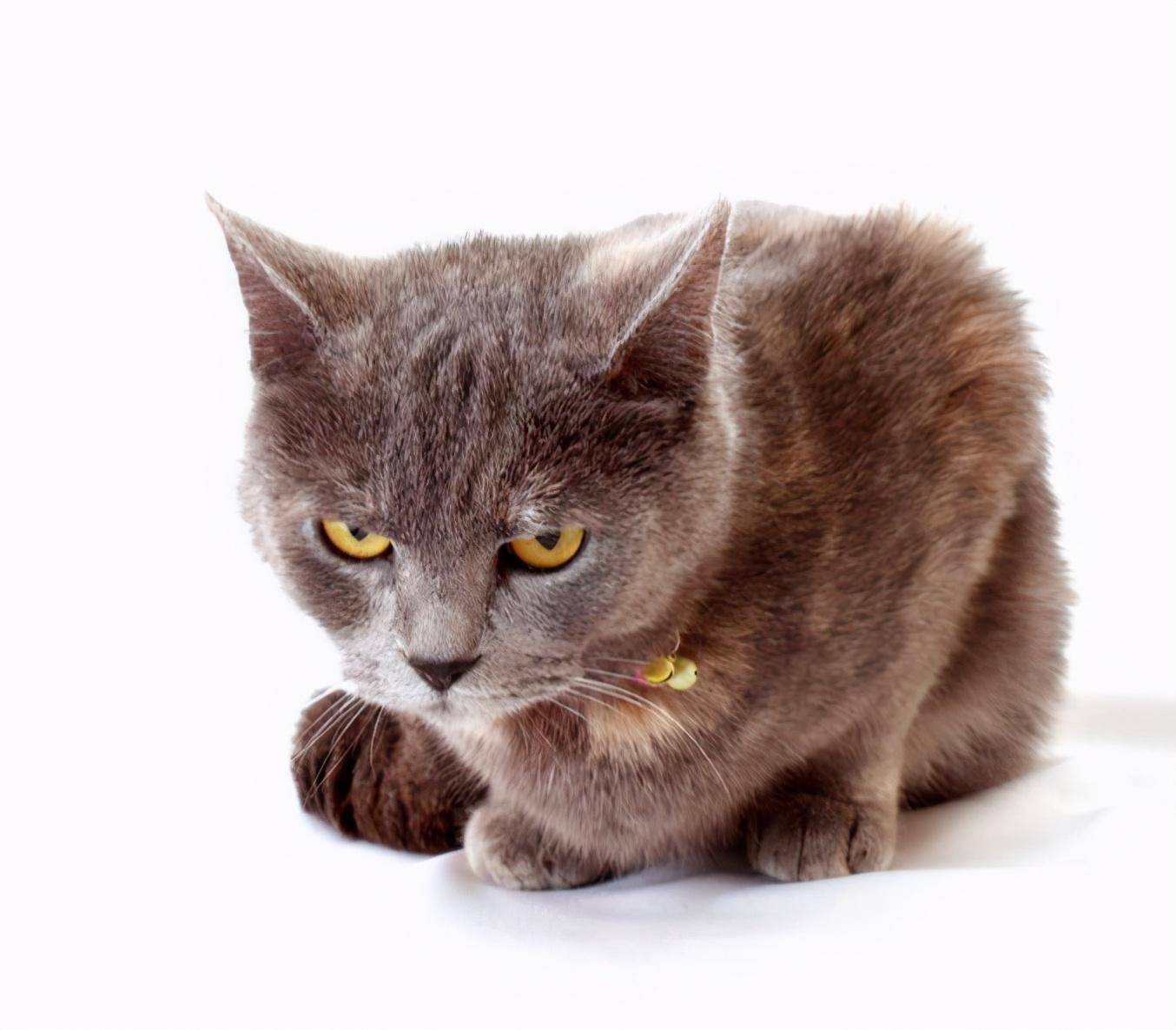 猫咪怎么才能好好相处 f2d4bec972ea462a8db69c27fcf37c87.jpeg