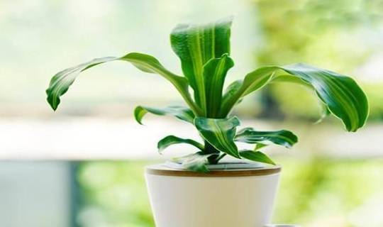 蝴蝶兰浇水时要浇根部吗 2ad7b62a8e1e4f589ae0993b78b82f22.jpeg