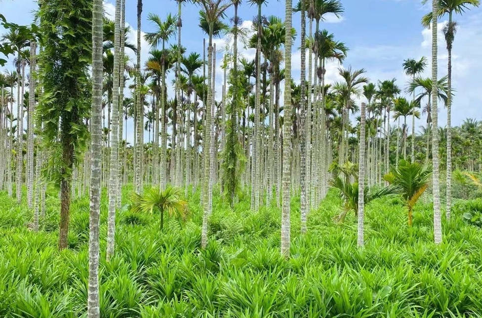 在海南,斑斓叶的种植也逐渐形成规模,斑斓产业链在一定程度上带动了