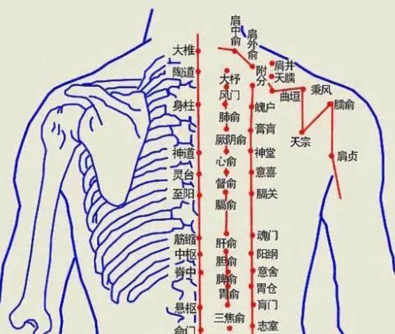 肩颈疼痛全靠它!奥林羊毛养生家族增添新成员!