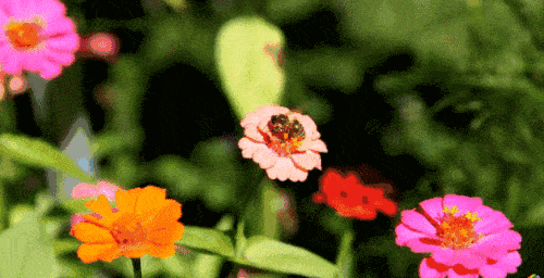 500_256gif 动态图 动图