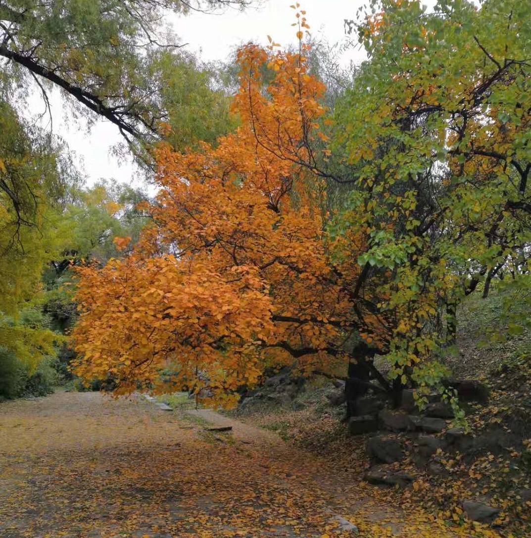 省份|哪个省份考研最疯狂？这个省份毫无疑问排第一！