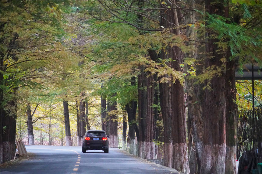 秋天自驾目的地推荐，陕西小城有4000年银杏树，还有最美乡村公路_留坝