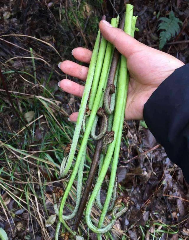 在剥笋的时候,父亲间或会嘀咕"这根比较肥嫩,适合清水蒸熟吃,然后便