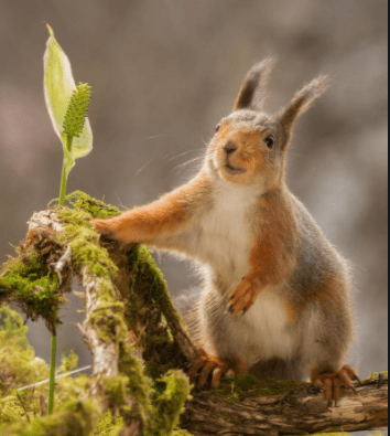 树上一个树下一个该子旁边女人猜成语