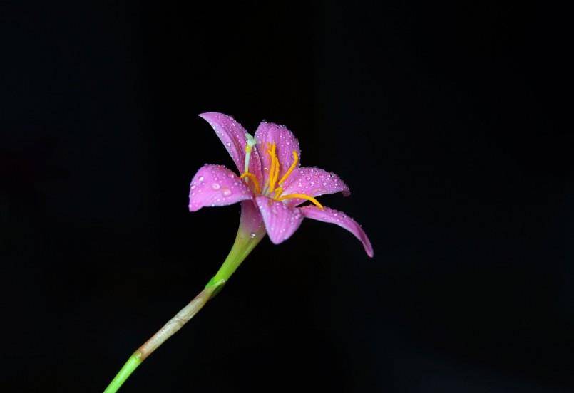 11月1號開始，緣分和桃花再次相遇，月老助力，餘生非常幸福的四大生肖 星座 第2張