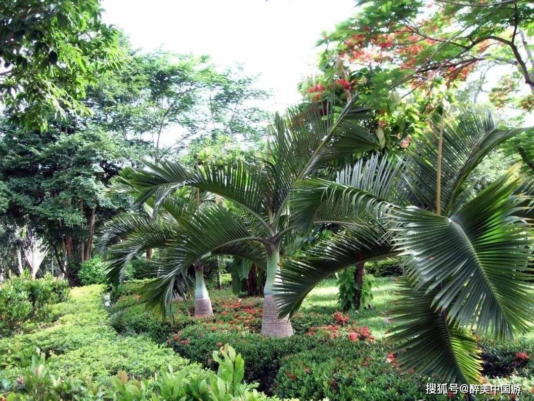 原创探访海南兴隆热带植物园,奇花异木随处可见,风景秀丽