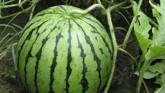 西瓜是什么样子的最甜 36f47402acbc435ca036f71700cf278e.png