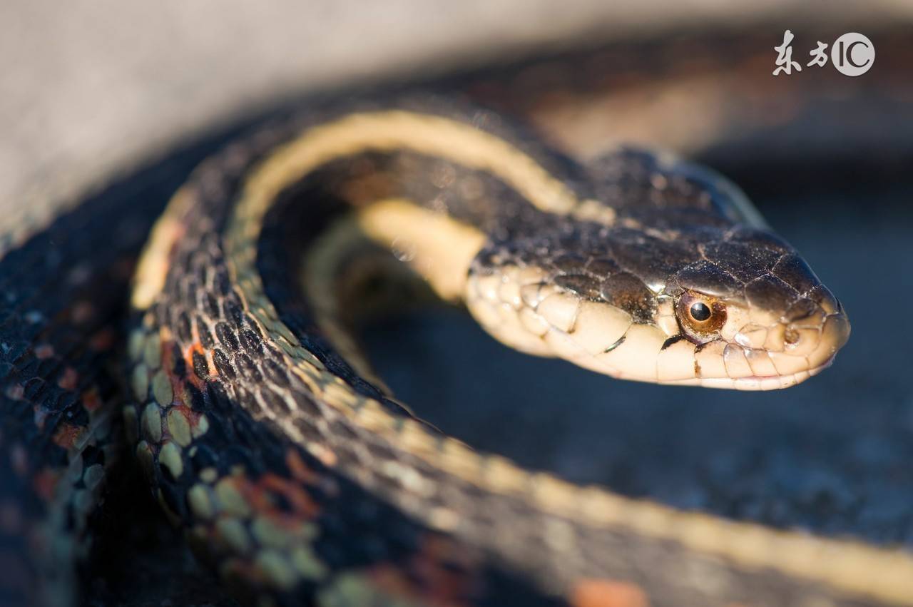 做梦梦见蛇了,梦见蛇缠着我,这个是什么征兆呢? 做梦梦见蛇了,梦见蛇缠着我,这个是什么征兆呢?