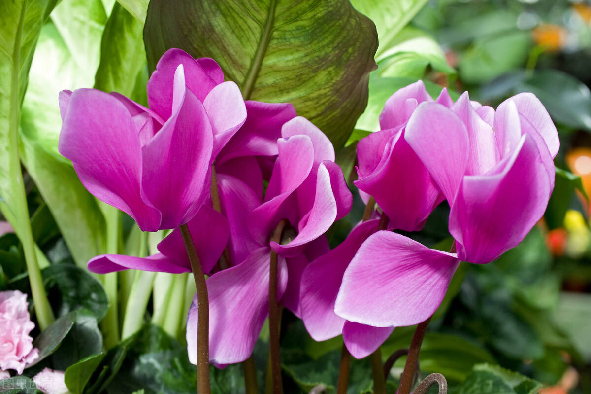 仙客来花茎变软怎么办