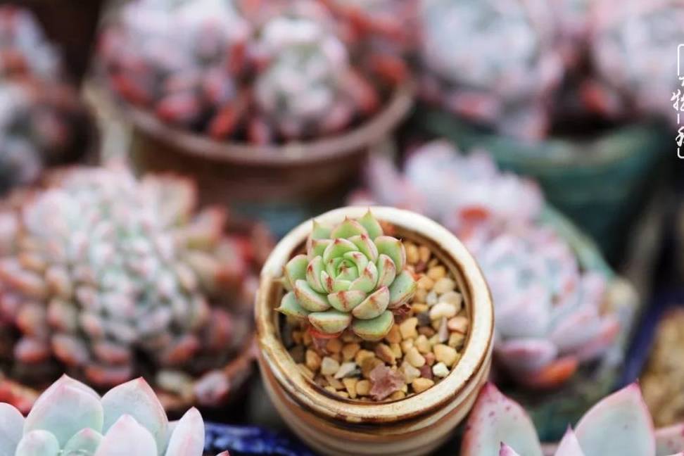 多肉怎么养越养越大 d354a9fe80c04c5592d06528021ae46c.jpeg