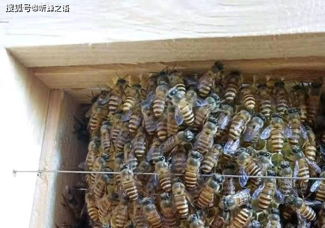 怎么收蜜蜂蜂王 5900fa118df346cfb8d2aaca14d2fc38.jpeg