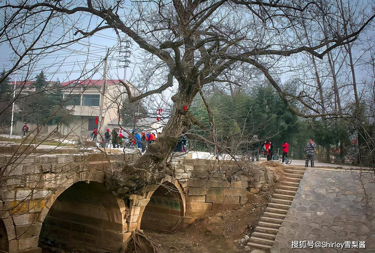 百年奇观：古树从石桥一侧“窜出”，树桥同生共死成一体_宿州