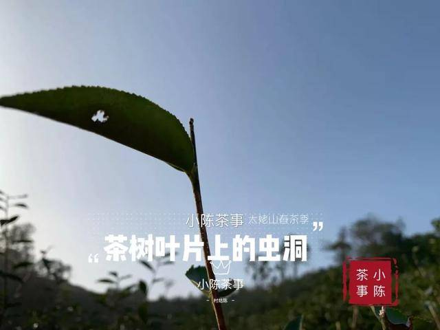 云南茶农人口_云南茶农采茶图(2)