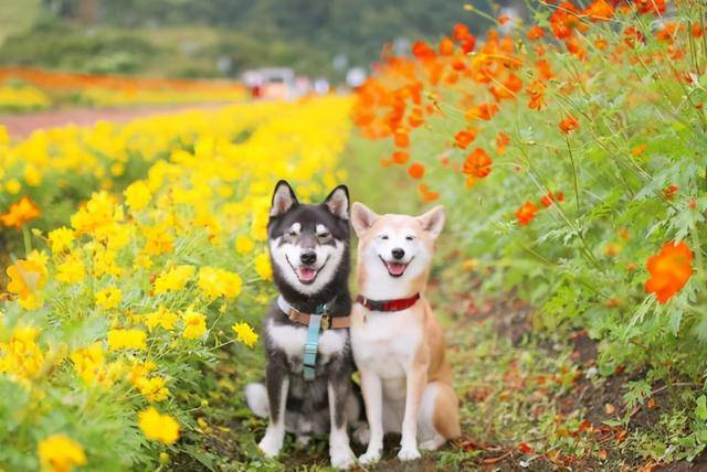 十几岁老年柴犬兄妹时日无多主人用镜头为它们记录美好的瞬间