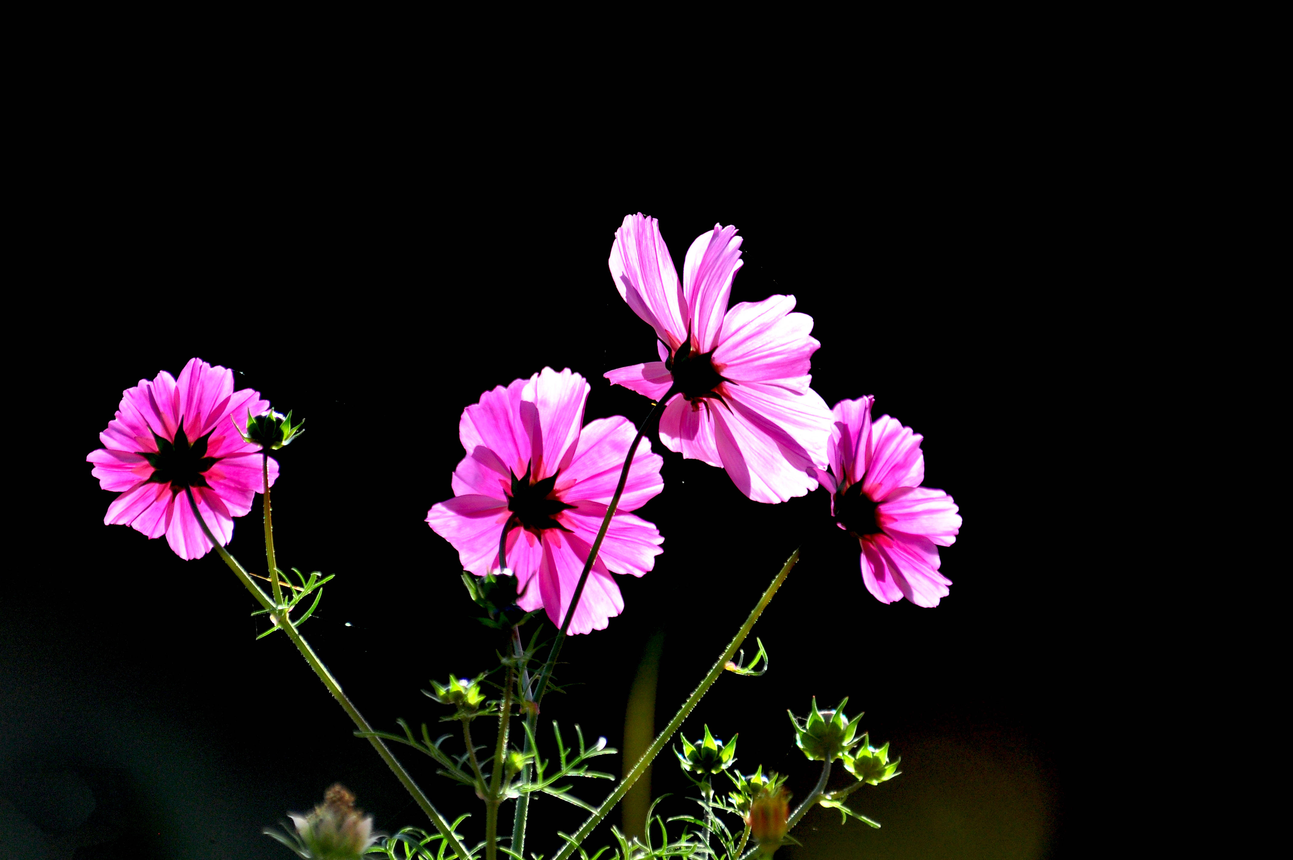 秋之花韵(四)——秋英花