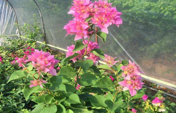 新手养花就养一盆"西施怡锦",花色丰富艳丽,花期长适合盆栽养