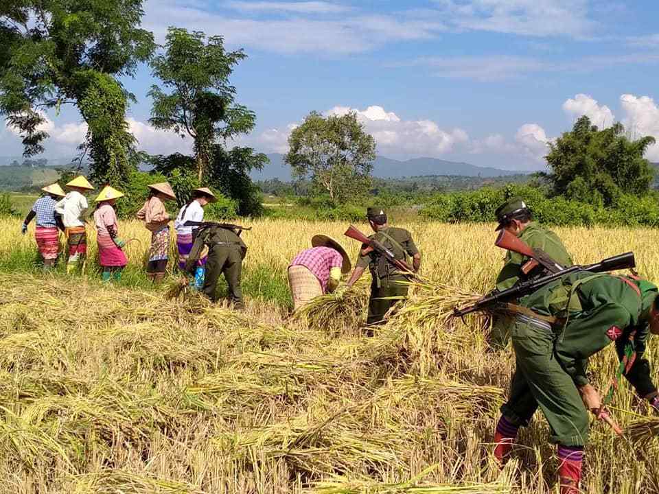 北掸邦军999旅帮村民割谷子_手机搜狐网