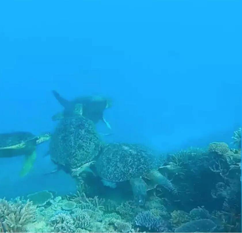 海龟吃什么好 df5e902dd9d74efe9ea304560f99c746.jpeg