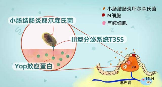 原创小肠结肠炎耶尔森氏菌耐药小刺头启发抗菌新思路