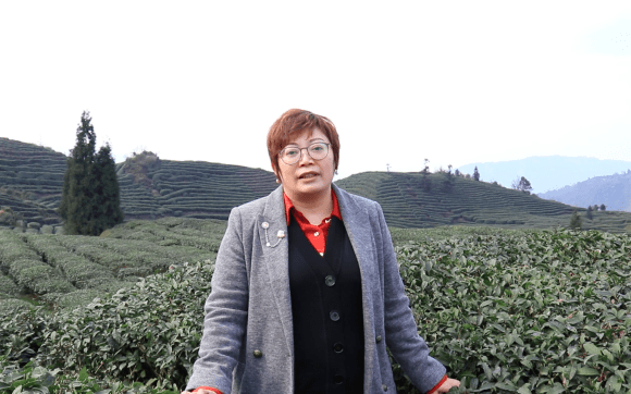 广元小翡茶业，三千余亩优质茶园，只为做出极具性价比的好川茶