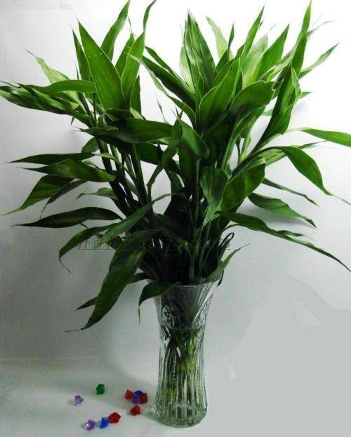 富贵竹怎么养开花 597f154d869d45ecb9ae942f8619a689.jpeg