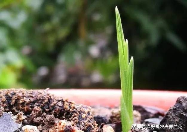 如何种植葱头不烂根 e537dd18d62644b6a36639b79cb15315.jpeg