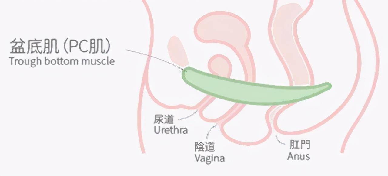 如何把肉练得紧致 48035760e5a74114b14c842b460ad69e.jpeg