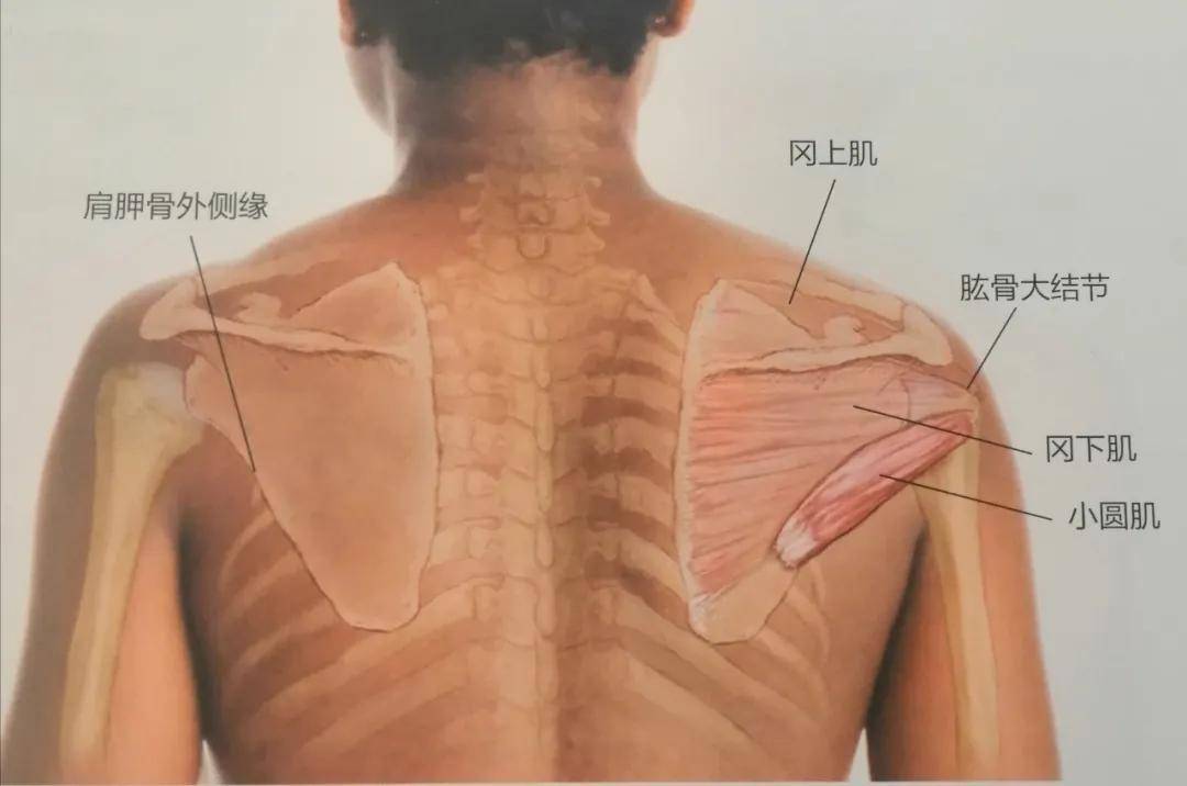 肩痛手麻,肩外旋无力,小圆肌损伤该如何应对和预防?