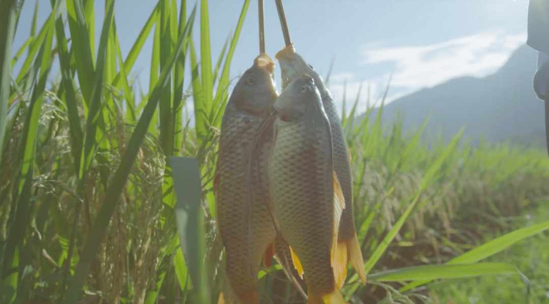 特色产品丨全州禾花落尽鲤鱼肥