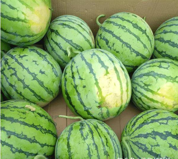 西瓜怎么挑最甜的瓜 ab253d18c74942cca2ede2315ae4cc7c.jpeg