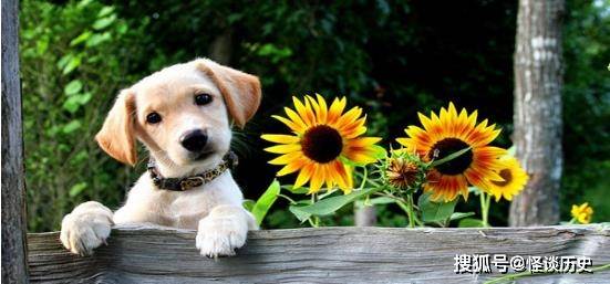 狗为啥突然不叫了 d1ea73f3521643d58c017cf675eb9112.jpeg