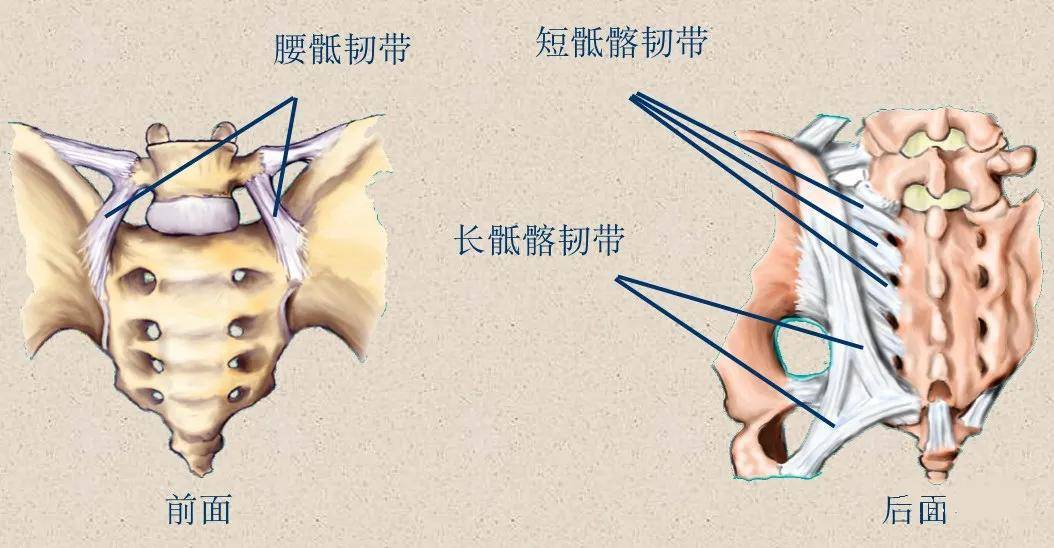 椎管及内容物