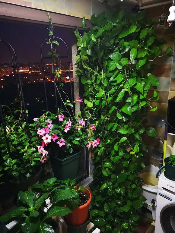 龟背竹怎么水培长得更快 fd93869d1a2f4c07947817bdac6a2ab7.jpeg