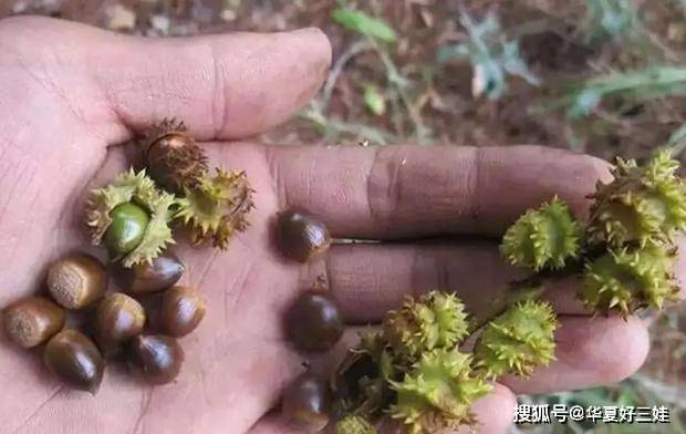 只有板栗的一半大味道比板栗好吃深山的无主野果如今成稀罕物